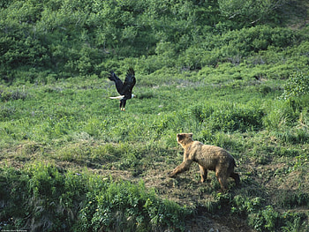 Brown Bear, bear, egale, run, alaska, fly HD wallpaper