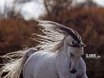Spirit, horses, animals HD wallpaper