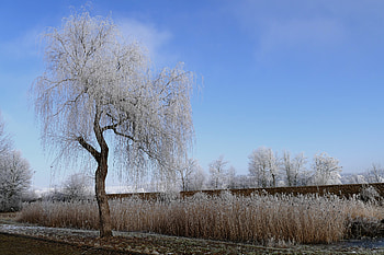 Winter Nature Frost Trees , winter, nature, trees HD wallpaper