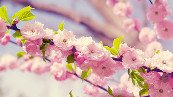 Plants, Flowers HD wallpaper