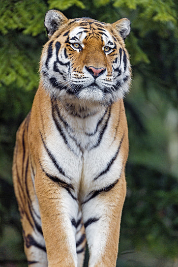 Animals, Predator, Big Cat, Sight, Opinion, Tiger HD phone wallpaper