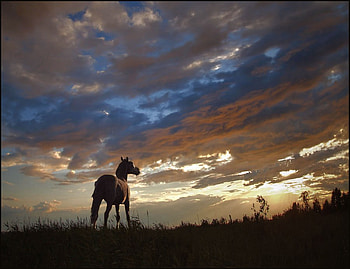 Horse at sunset, animal, horse, sky, nature, sunset HD wallpaper