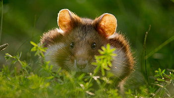 Wild hamster, Cemetery feast, Discovery Brasil, Nature's quirks HD wallpaper
