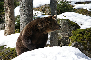 Animals, Winter, Trees, Snow, Bear, Eurasian Bear HD wallpaper