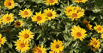Flowers, Flower Bed, Flowerbed, Sunny HD wallpaper