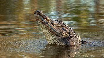 Crocodile Animals - Looking Up, Water, Portrait, Crocodile Pond HD wallpaper