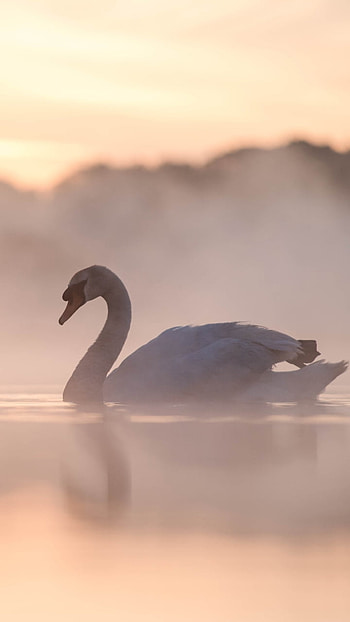 water, fog, bird, Animal HD phone wallpaper