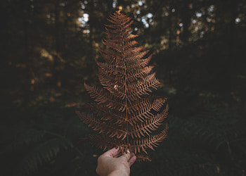 Nature, Plant, Hand, Fern, Leaflet HD wallpaper