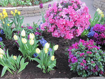 Spring perfume day 15, blue, graphy, Garden, pink, Tulips, green, yellow, red, Flowers HD wallpaper