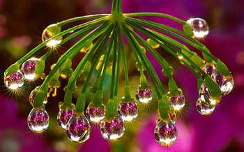 Drops, Plant, Macro, Light, Light Coloured, Dew HD wallpaper