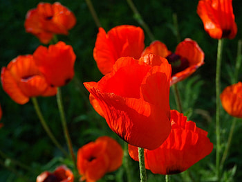 Flowers, Poppies, Close-Up, Stems HD wallpaper