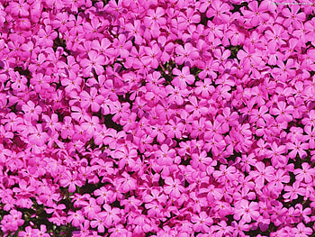 Plants, Flowers, Violet HD wallpaper