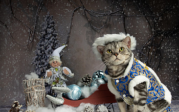 Christmas cat, craciun, pisici, hat, christmas, cat, new year HD wallpaper