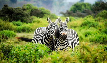 Couple, Zebras HD wallpaper