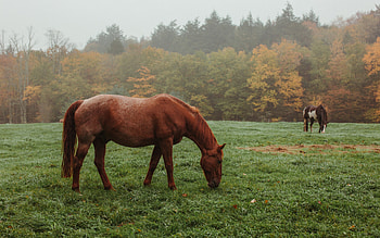 Ginger horse, pasture, evening, horses, autumn, fog, brown horse, beautiful horses HD wallpaper