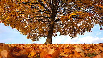 A stunning view of a lone tree with vibrant autumn leaves in Hertfordshire, England. HD wallpaper