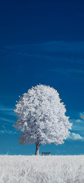 Forzen tree, cloud, sky, whitetree, ice, Frozen HD phone wallpaper