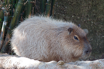 Capybara animals, Wildlife graphy, Adorable rodents, Cute HD wallpaper