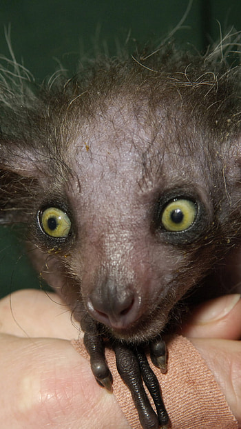 Aye Aye , High-resolution , Nature's beauty, Incredible wildlife HD phone wallpaper