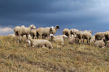 Sheep-themed computer , customization, Sheep background , Digital aesthetics HD wallpaper