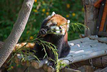Animals, Branch, Nice, Sweetheart, Bamboo, Red Panda HD wallpaper