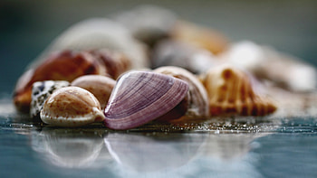 Seashells, colorful, blur, close up HD wallpaper