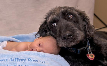 UNBELIEVABLY CUTE DOG!, marines, recon, usmc, marine corps HD wallpaper