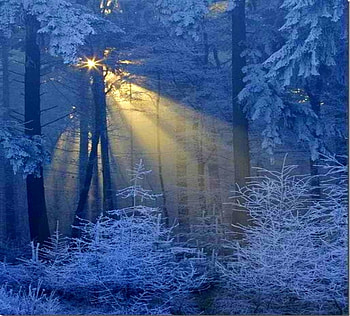 Holiday light, winter, blue, rays, snow, forest HD wallpaper