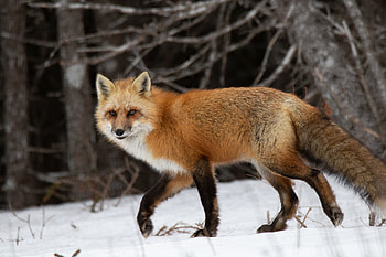 Animals, Snow, Fox, Forest, Predator HD wallpaper
