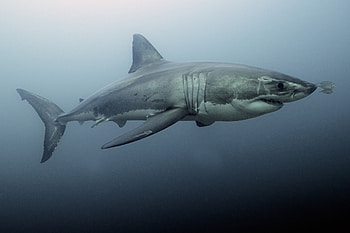 Nursery filmed in, Filmed in extremely, Extremely rare footage, Great white shark HD wallpaper