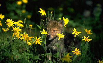 Pup in Flowers, wolves, small, wolf, predator HD wallpaper