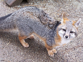 Gray Fox, Wildlife rehabilitation center's , Stunning fox portraits, Natural beauty of the gray fox HD wallpaper