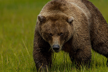 Animals, Grass, Bear, Fat, Thick, Brown Bear HD wallpaper