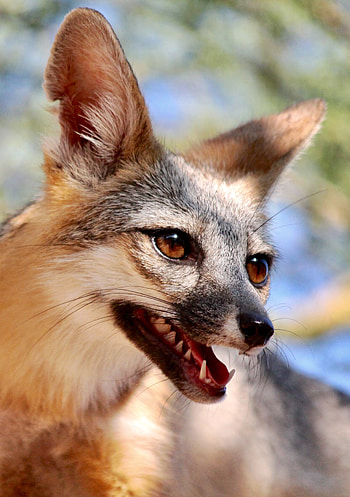 Animals, Fox, Brown, Animal, Protruding Tongue, Tongue Stuck Out HD phone wallpaper