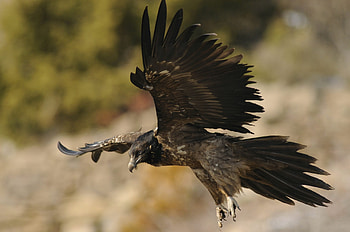 Bearded Vulture, Alps break record, Fledglings, Vulture conservation HD wallpaper