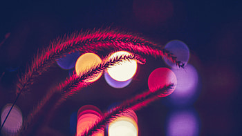 Plant Bokeh graphy , bokeh-effect, graphy, plant HD wallpaper