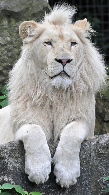 White Lion, Lion Furious, wild HD phone wallpaper