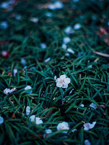 Flowers, Grass, Twilight, Plant, Dusk HD phone wallpaper