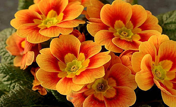 Beautiful Flowers, Flowers, Nature, Orange, Beautiful HD wallpaper