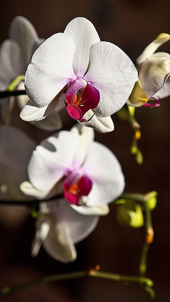 Orchid, White HD phone wallpaper
