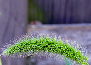 Macro Grass, Green, graphy, Grass, Nature, Macro HD wallpaper