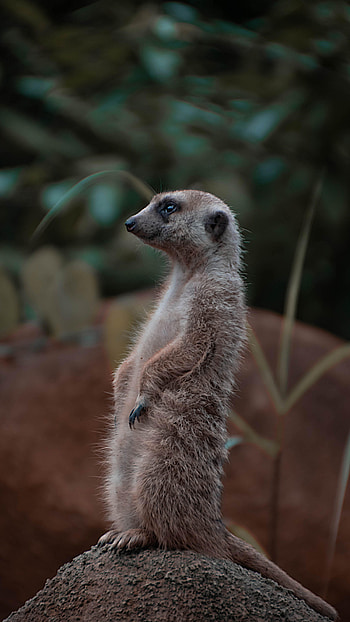 Animals, Rock, Stone, Animal, Profile, Rodent, Meerkat, Surikat HD phone wallpaper
