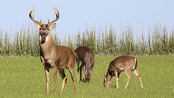 White tail deer, COVID transmission, Safe meat consumption, Public health concerns HD wallpaper