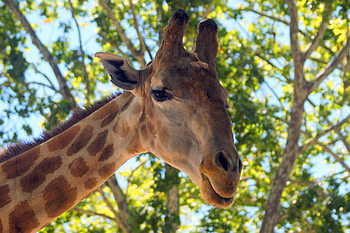 Animals, Background, Wood, Tree, Giraffe HD wallpaper