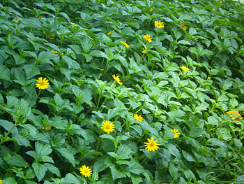 Tiny flowers, nature, flowers, tiny HD wallpaper