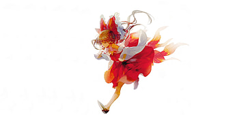 Minimal, artwork, Reimu Hakurei HD wallpaper