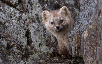 Animals, Muzzle, Hide, Animal, Nora, Sable, Burrow HD wallpaper