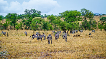 Savannah, Tanzania, Serengeti National Park, Wildlife HD wallpaper