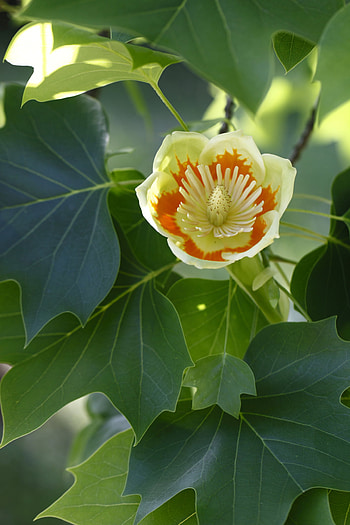 Native Tulip Tree, Natorps HD phone wallpaper