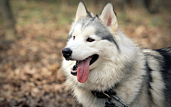 Animals, Dog, Muzzle, Protruding Tongue, Tongue Stuck Out HD wallpaper